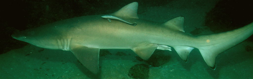 75789f1b-7523-42de-b94c-58ff23dba517