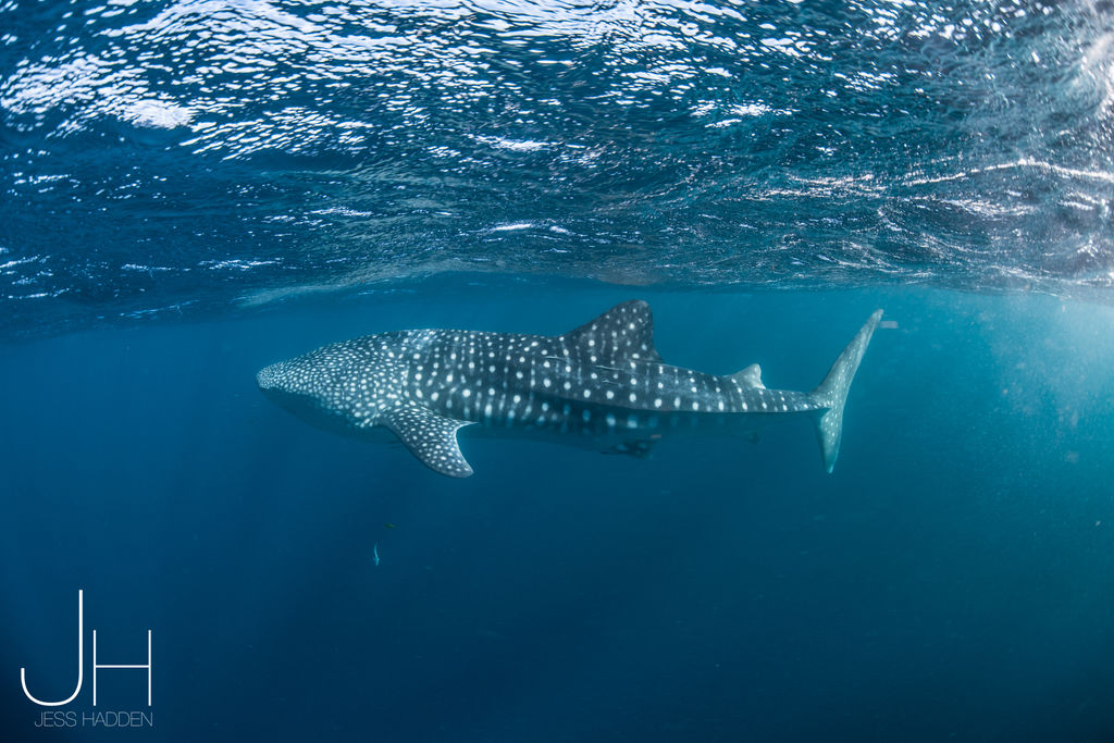 44e56054-1b9e-40d2-88d3-df2a071fb68f