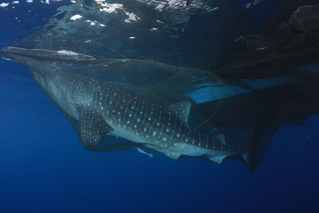 a4207039-7725-401d-a59c-f4ea588b2224