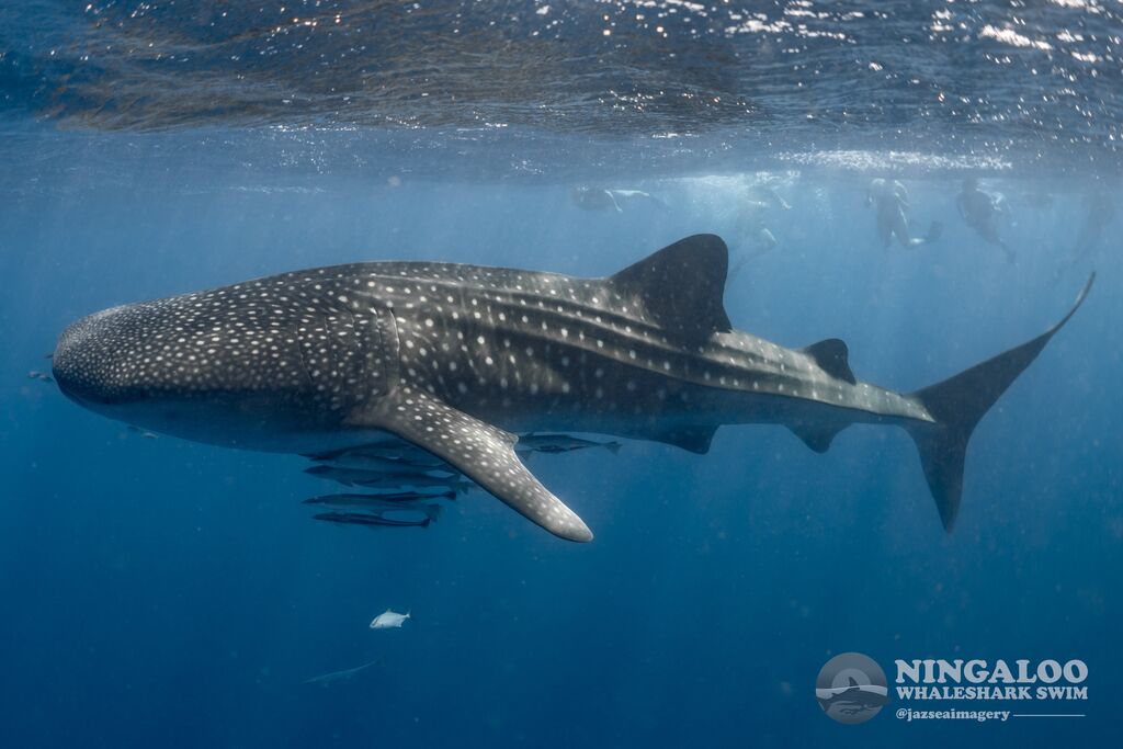 d03cc832-bc53-4a37-a701-41b035d363e2