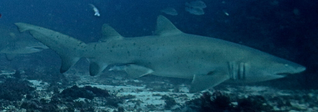 aef9699a-8994-484f-97b2-9b94453e44b1