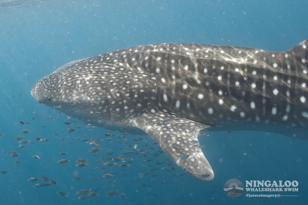 1fd339d0-785a-432d-80ae-de93992861e4