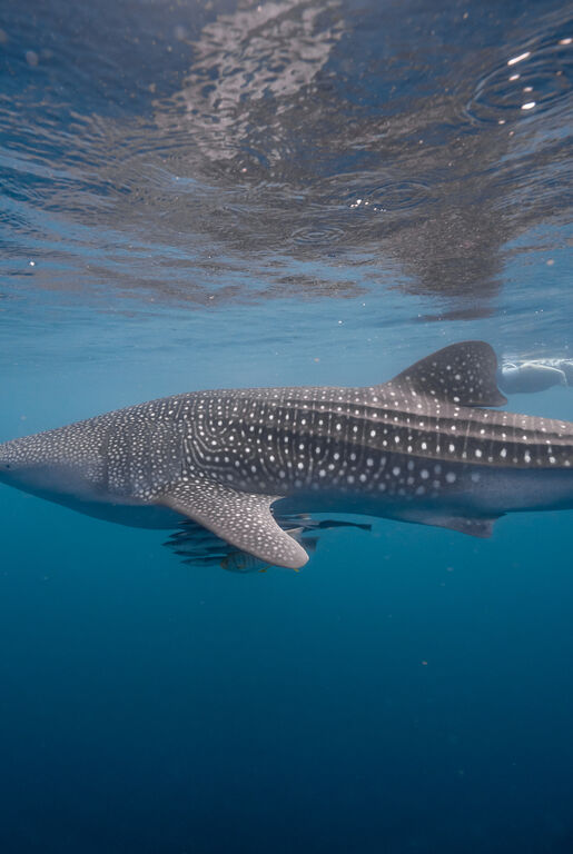 7d73b52e-5e35-4371-86d5-1cf41e285f61