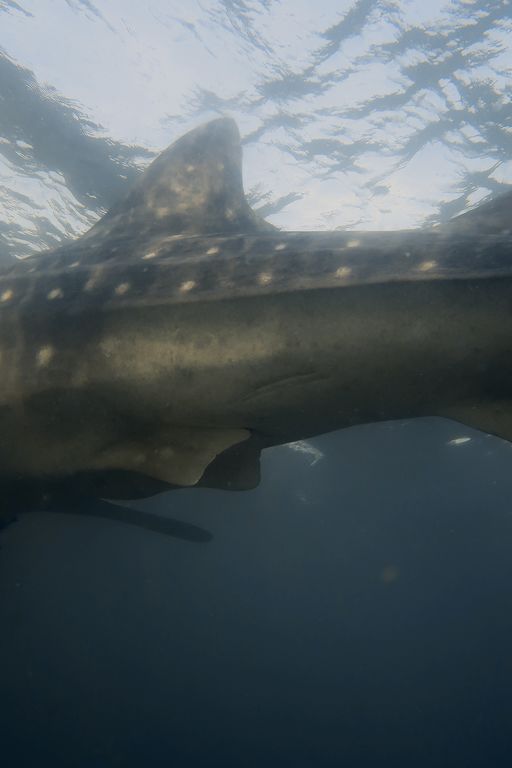 b50819da-0901-4abc-8ddf-1fd5138edfab