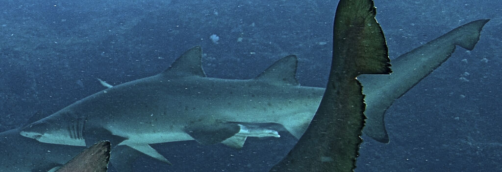 5a0e42fa-6ae7-409d-b247-869f81cd0699