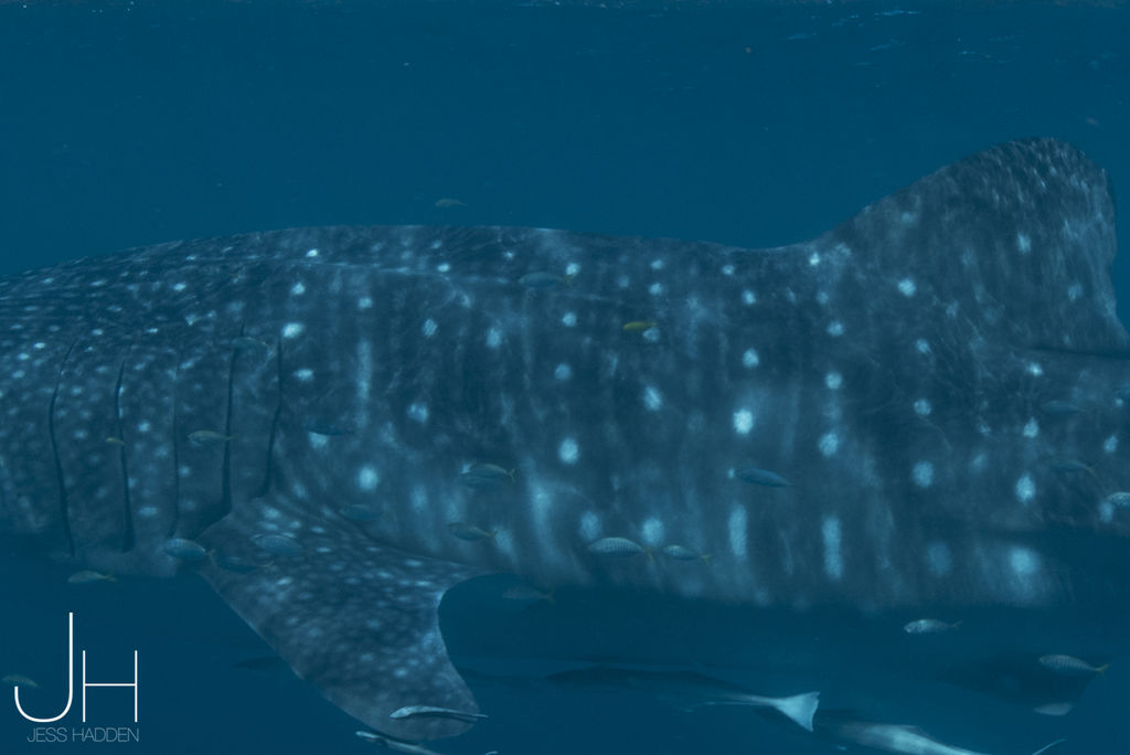 1199b6c8-f0ee-4aae-ae31-13c7b8bdb709