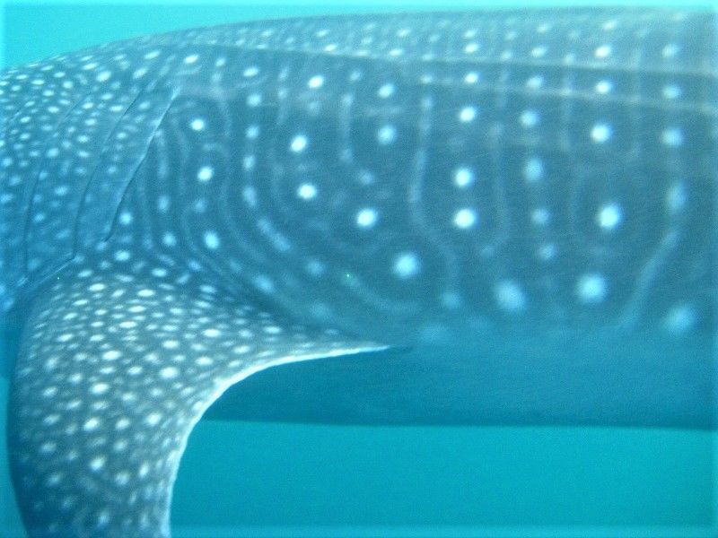 63f2aa2a-81c9-4b43-8d6a-52a1f8a0a4c5