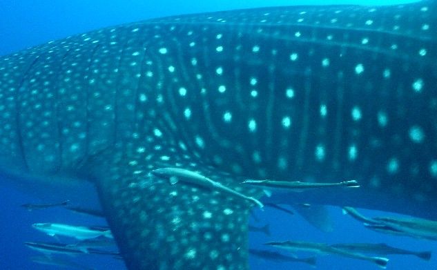 e10a5721-e228-4a5f-8099-94f96d3eb3b0