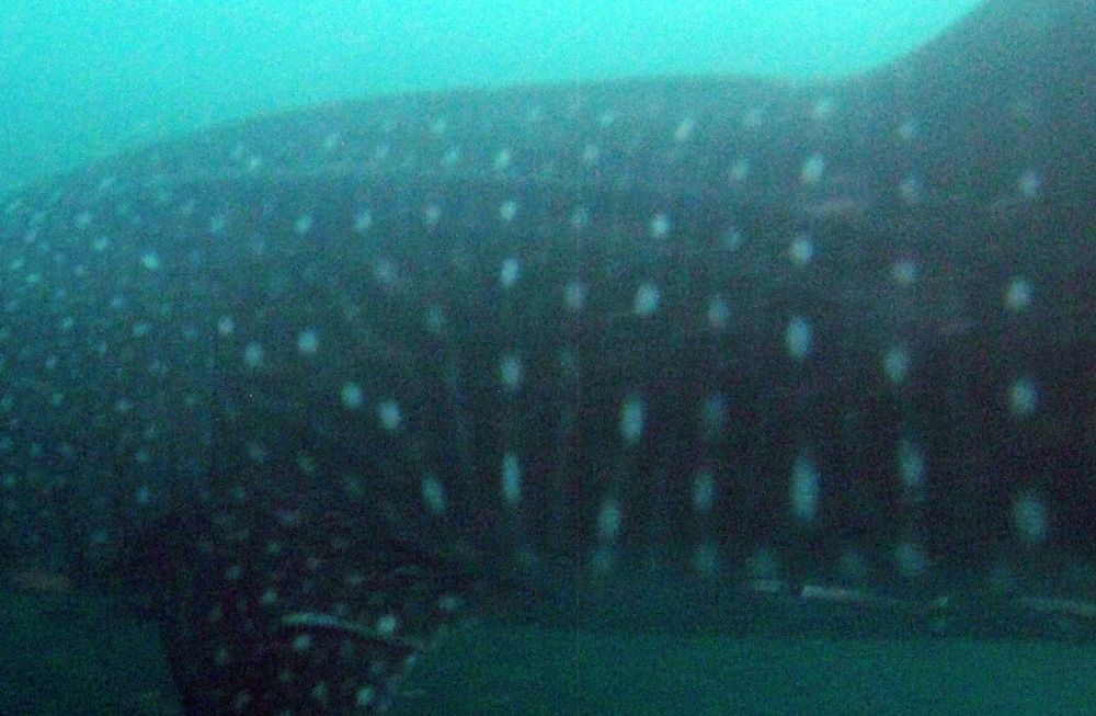 0eea8c61-7dd5-460b-9131-6e1e9974473c