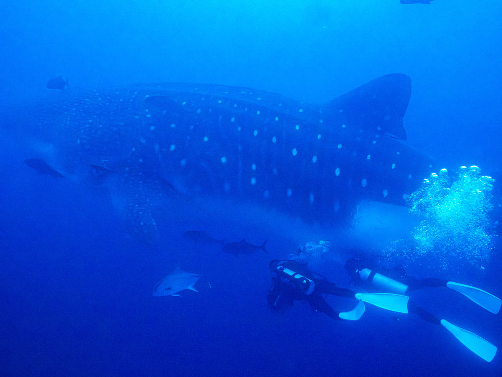 e137f653-00d0-4908-9834-6581f46b97b3