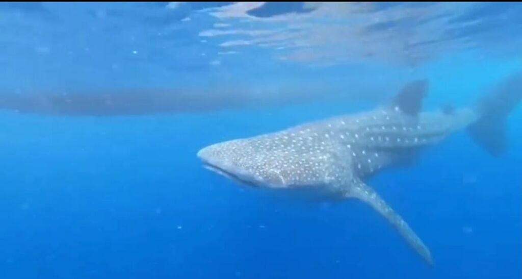 98246820-df88-4be2-8f62-d269f95241b8