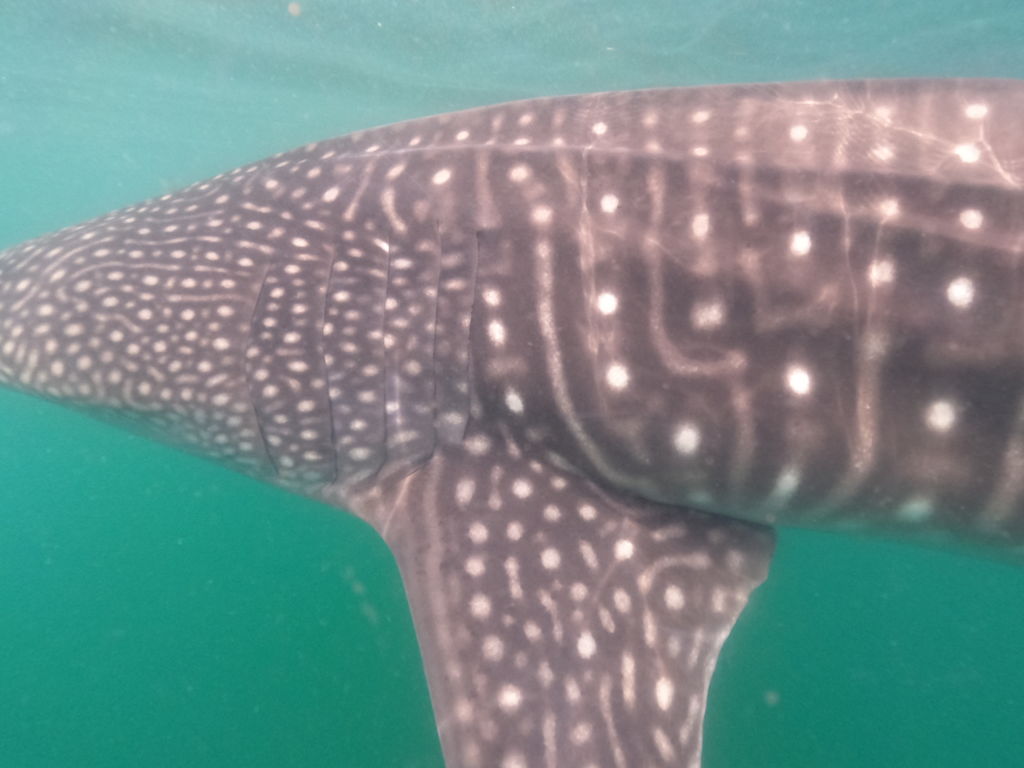 e2a43021-d2f5-4d36-889a-5a83f3eb4dbf