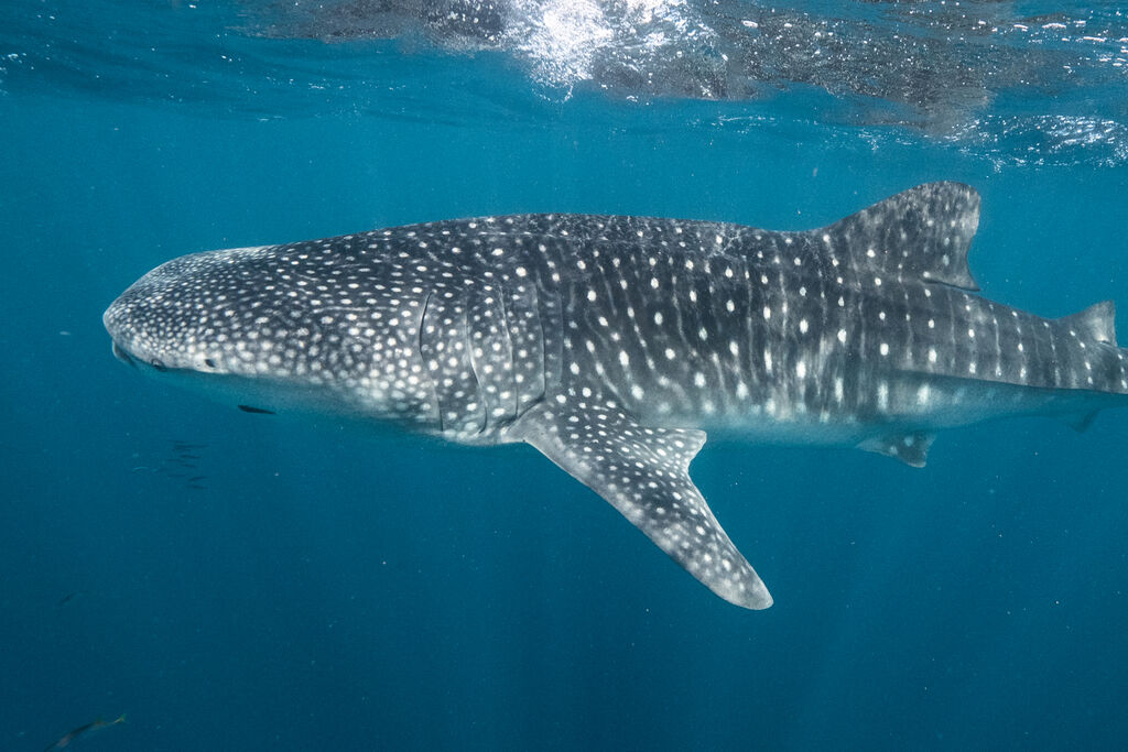 bed1162e-f48a-4f4a-833e-86426fa96a4f