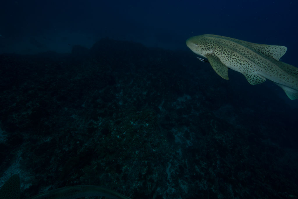 e1a5f633-09cd-4c99-8df1-01ec4848d965