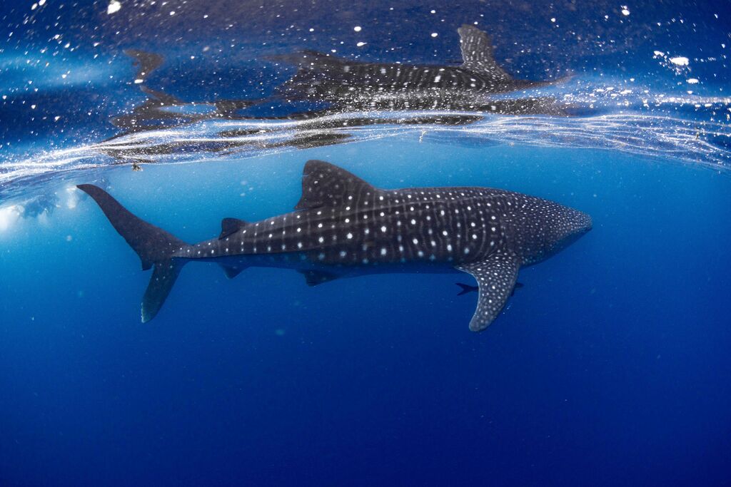 4aa5983b-af69-446f-9102-4962749e6cae