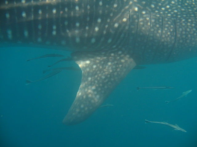 c8119802-1c43-4433-b0ee-9ee2b8a2865c