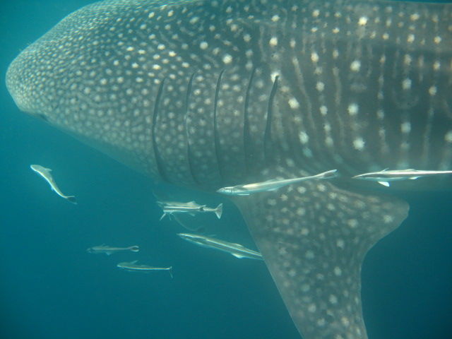 c8119802-1c43-4433-b0ee-9ee2b8a2865c