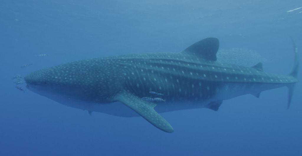 36f1d289-66c1-48ac-8bf2-59523aca0f4c