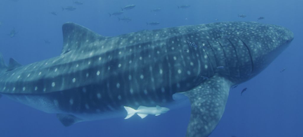 36f1d289-66c1-48ac-8bf2-59523aca0f4c