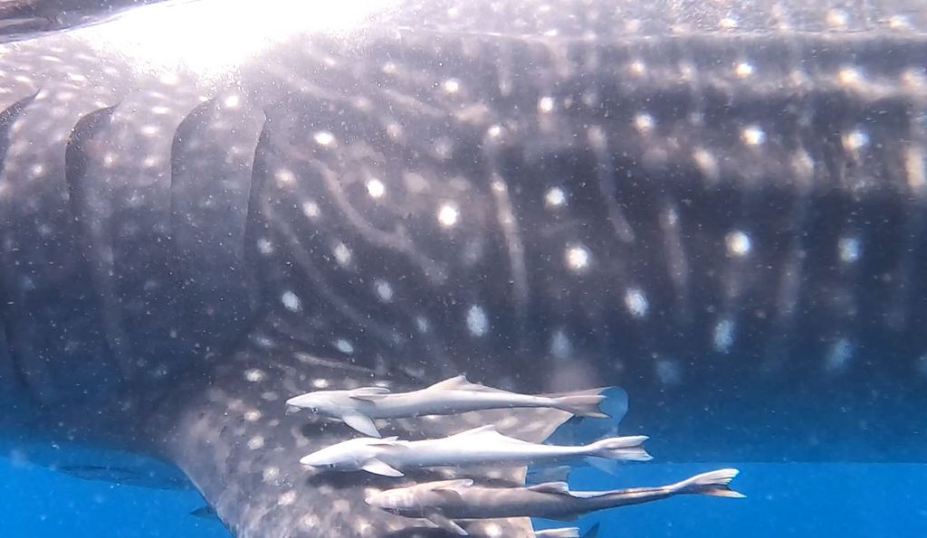 93e941d2-84bd-459b-82fb-4a4215f89aef