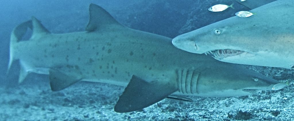 dcc030f8-1dc5-4401-b14b-ee392eb4ca5c