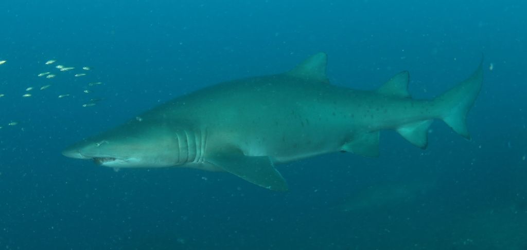 8a269af6-7cf8-4692-ac0e-f02a0fd01aac