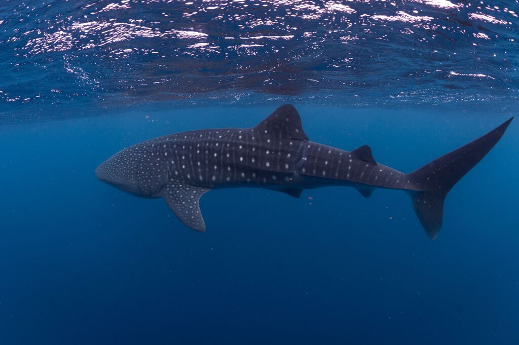 58a2f003-2586-4037-9919-856fb0212c24