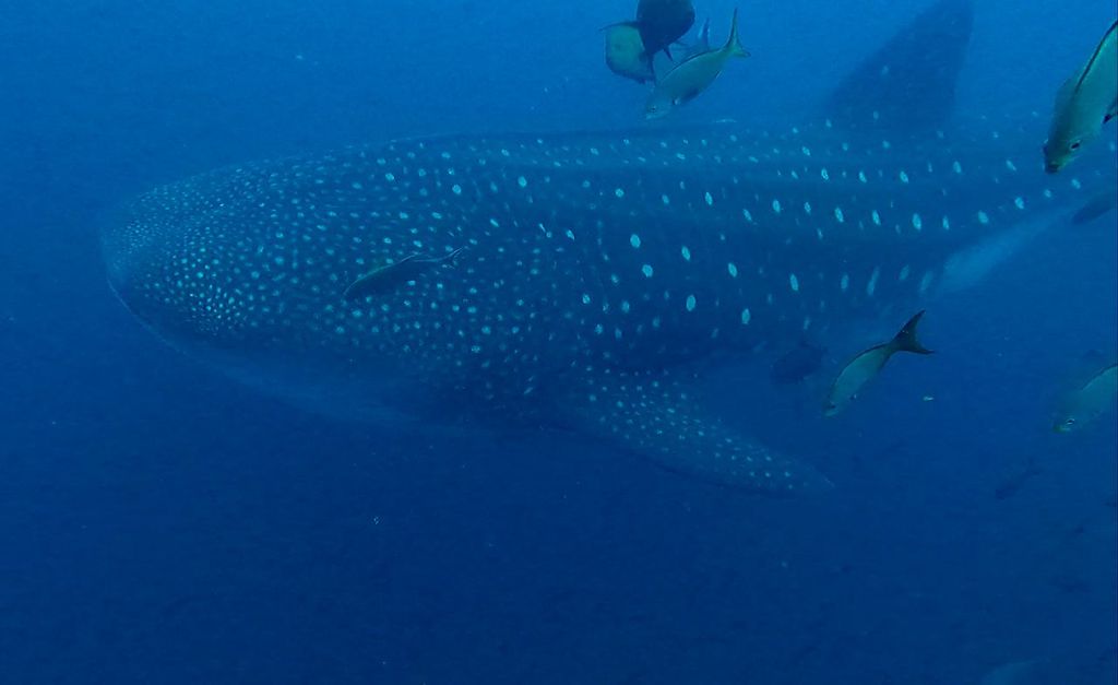 4f4f23b4-629e-425e-8ad8-a13f2407e8cb