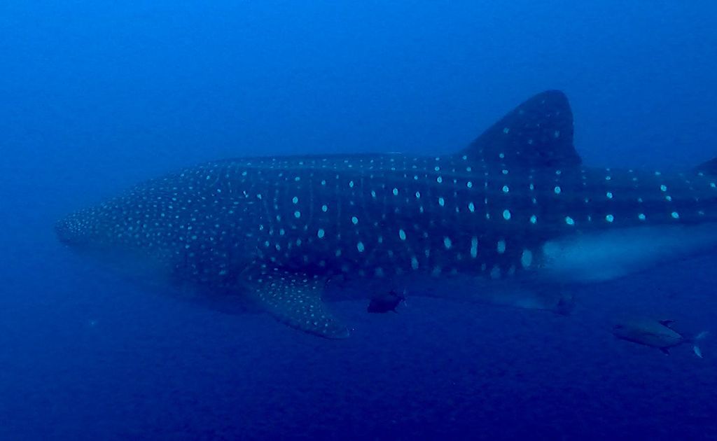 4f4f23b4-629e-425e-8ad8-a13f2407e8cb