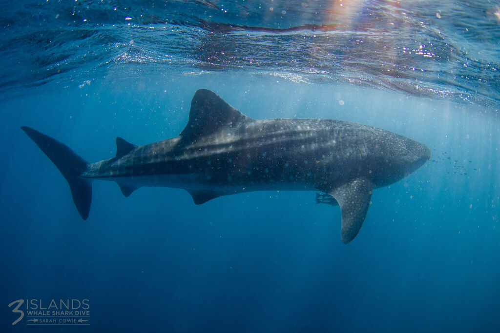 f3a34bdb-2478-40f8-855a-7062bbec0908