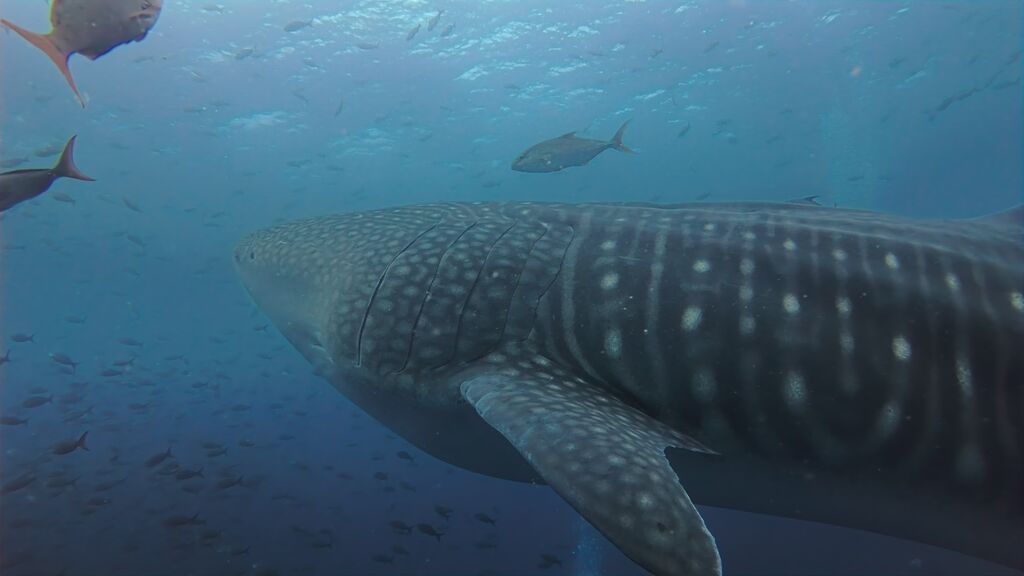 bf39b6aa-a6fd-4631-a94d-ee161e093496