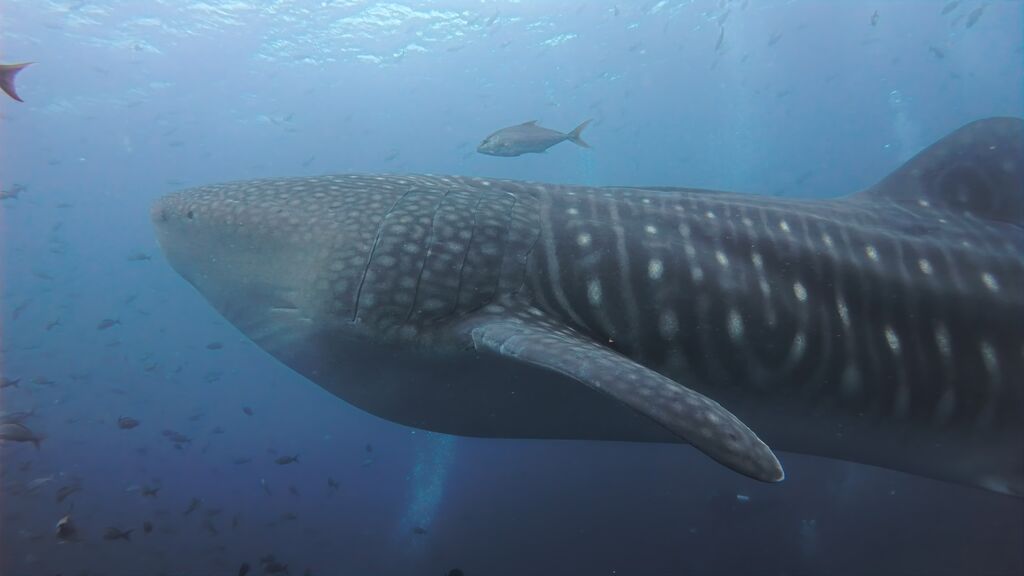 bf39b6aa-a6fd-4631-a94d-ee161e093496