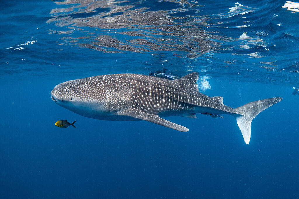 c9f28a12-fc62-405a-84aa-ec76ecc1ac63