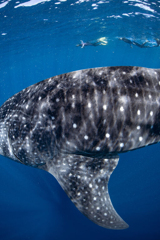 004890be-f717-476c-bbc2-11e1d4a9f864