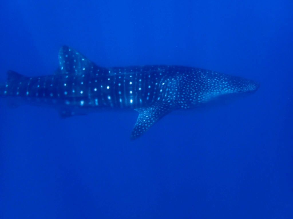 09388afc-0b5f-4e36-b117-5df619ca3622