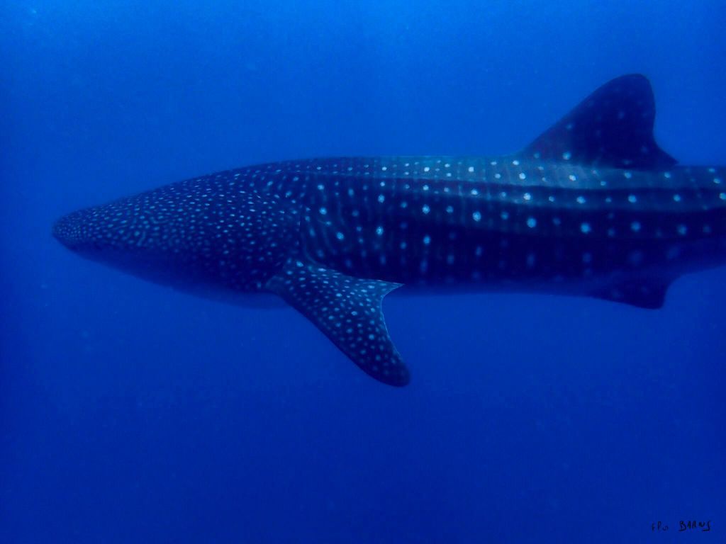 09388afc-0b5f-4e36-b117-5df619ca3622