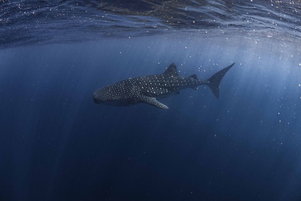 cf760c35-c6cf-4690-a577-3f4c9a14cd70