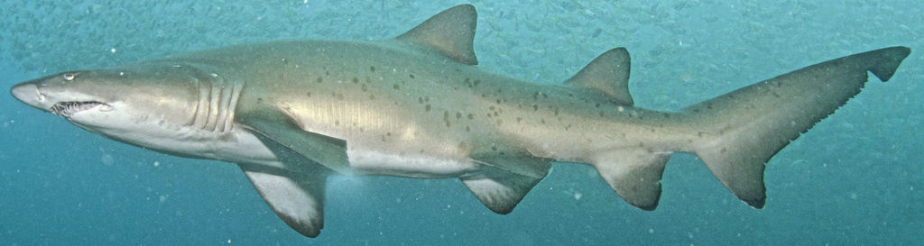 66060efd-1f9f-44ee-bd2a-9c79df5eae23