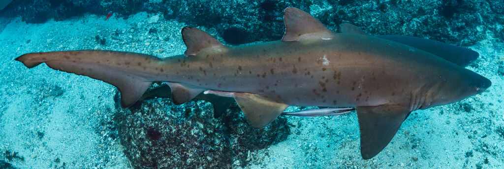 dab59c0d-f3e5-493d-a610-6497d3f2c554