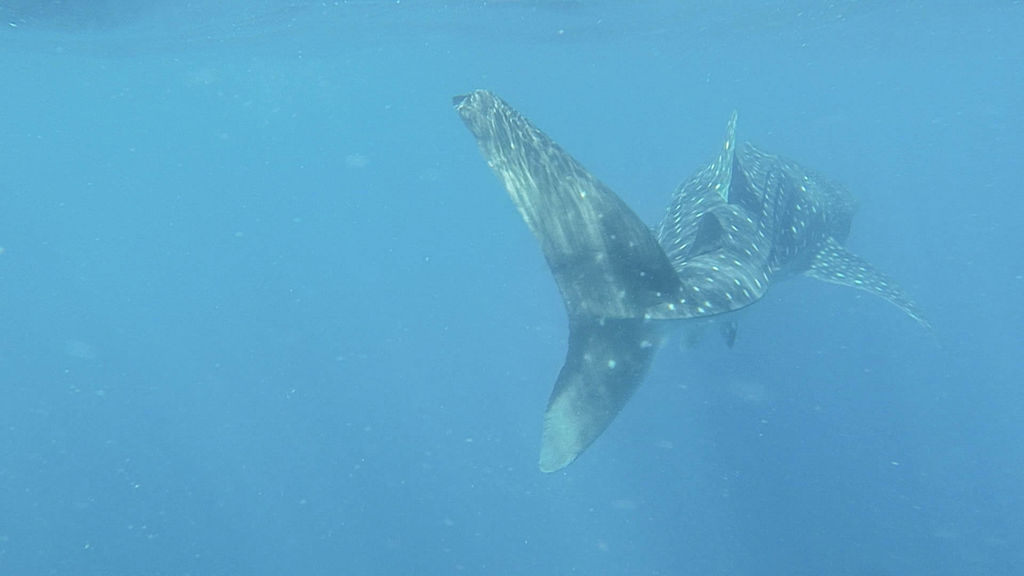 1171e1f9-051b-4dd1-ae8b-b2278b6a1f20