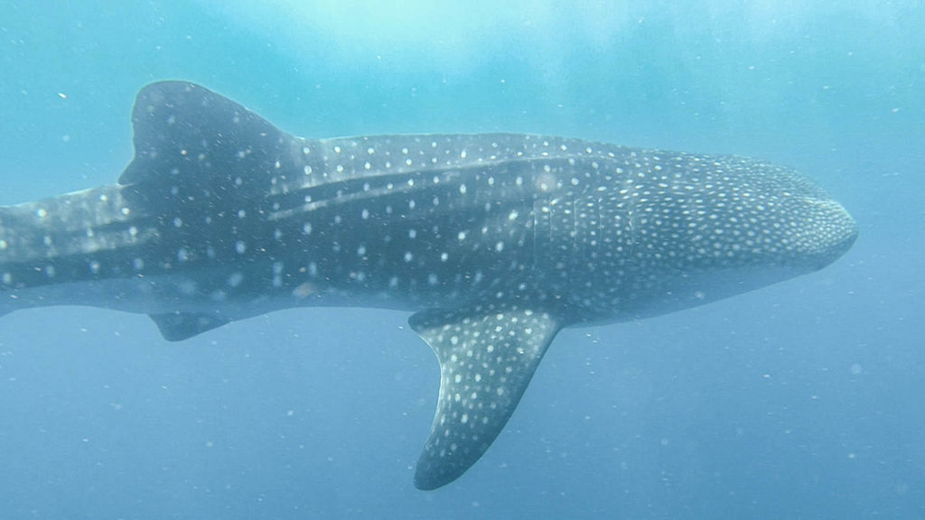 1171e1f9-051b-4dd1-ae8b-b2278b6a1f20