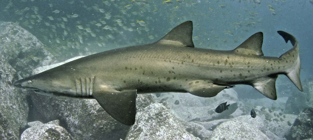 6f79fb43-995f-45ce-ba1a-dd2235b5bebc