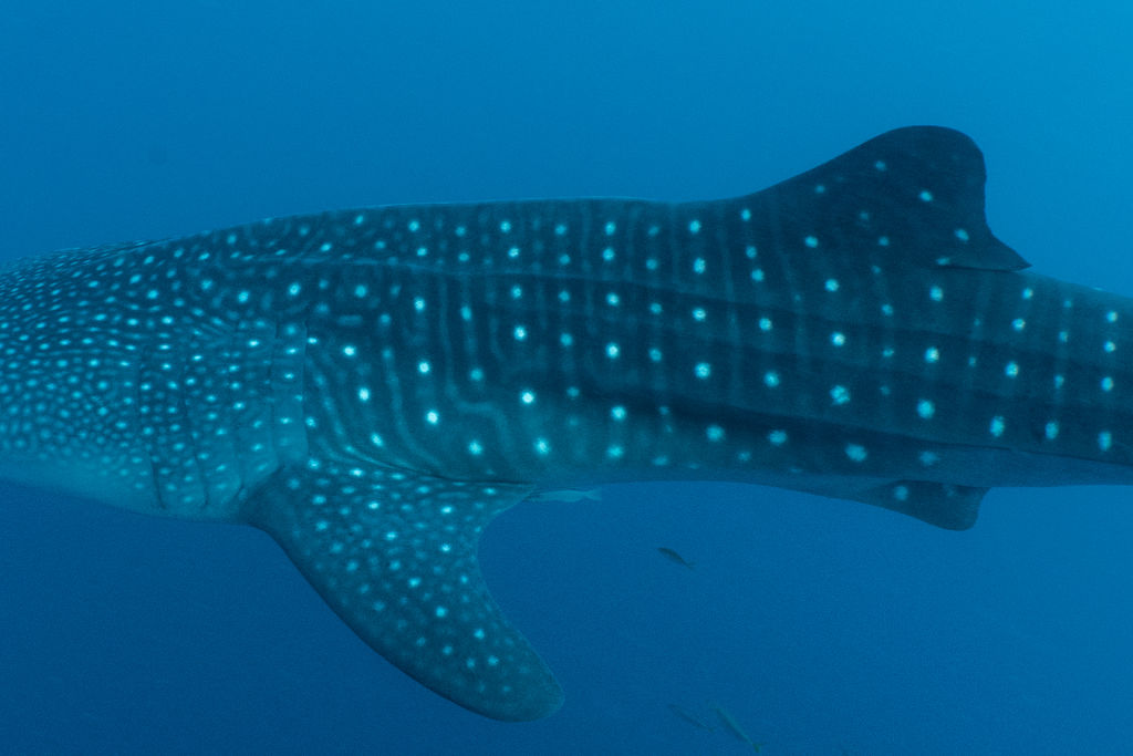 4ff3cdc4-66ba-4756-9a51-b1779cd43121