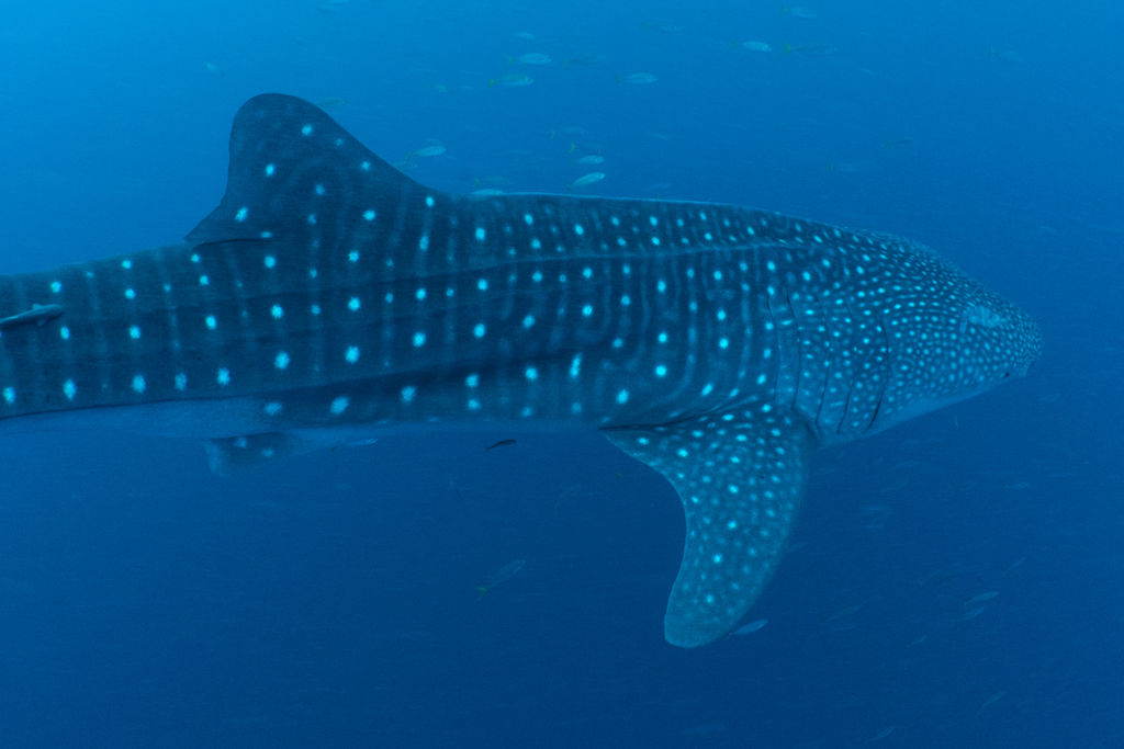 4ff3cdc4-66ba-4756-9a51-b1779cd43121