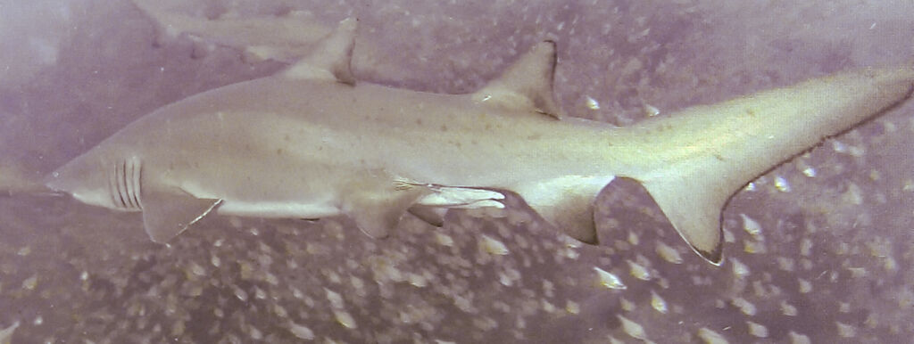 86880601-1b61-4bb7-a0bb-b859ab930a29