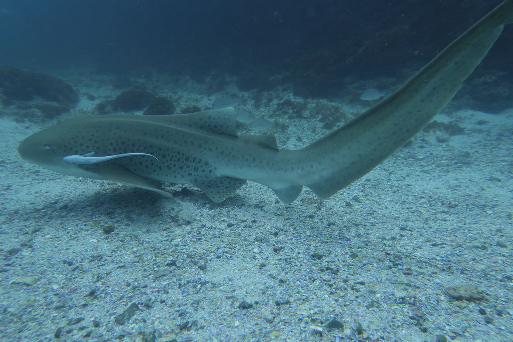 69ebc8ec-b973-45d0-a7b5-223e78fbc76f