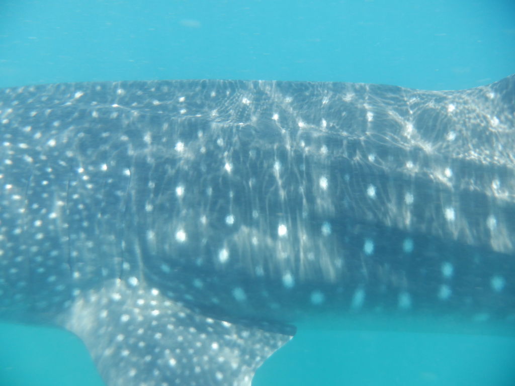 5f57a977-db00-4597-8b6e-801c839e5d27