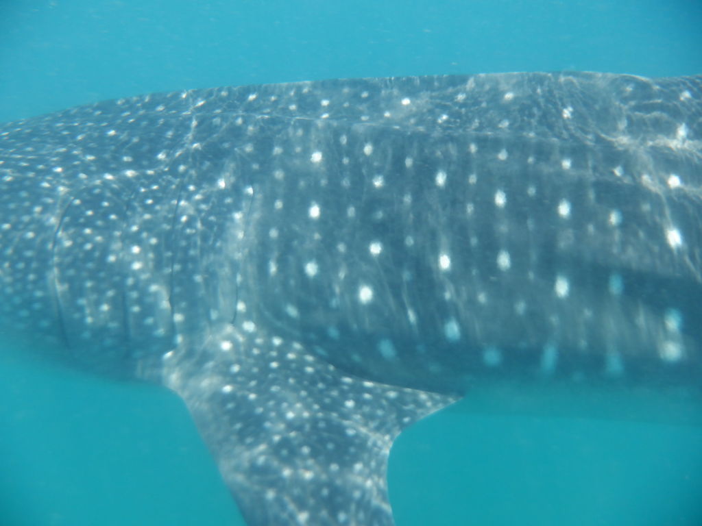 5f57a977-db00-4597-8b6e-801c839e5d27