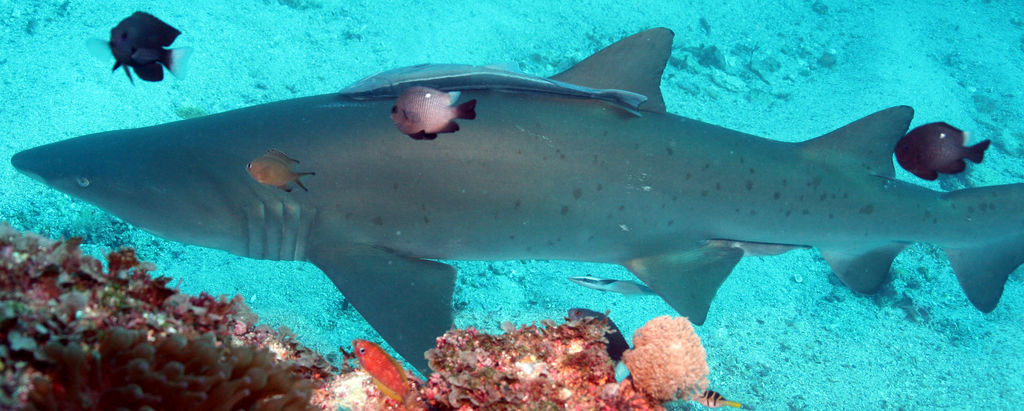 853f6bcd-dcf0-4a22-b213-b62f4ad28113