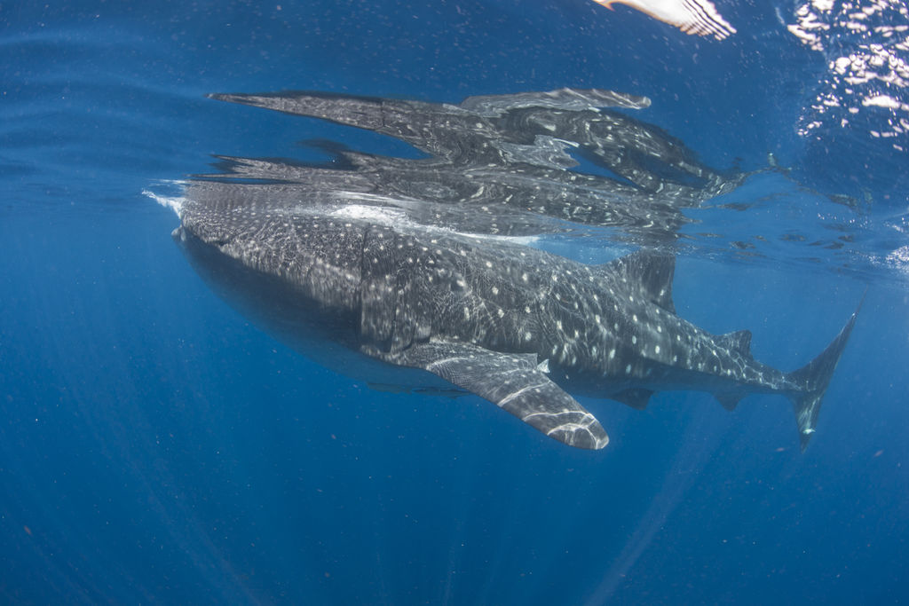 0ae1d5d2-8f3b-4796-a79a-2cf68ce53d5e